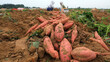 farmers harvest sweet potatoes in fields in North China