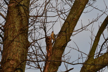 Wall Mural - Woodpecker in a Tree