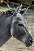African Wild Donkey`s Head. Latin Name - Equus Africanus