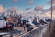 Essaouira, Morocco. October 10, 2021. Seagulls Resting On Surrounding Wall With Fish Market In Background At Harbor, Seabirds On Wall