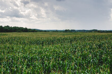 Corn Field Under A Cloudy Sky In The Countryside. Growing Corn For The Production Of Compound Feed