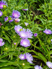 Canvas Print - Touffe de Stokesia laevis ou bleuet d'Amérique à floraison bleu ciel, capitules ébouriffées mi-aster et mi-bleuet sur tiges dressées porteuses de petites feuilles lancéolées