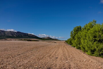 Canvas Print - Champ cultivé et pinède. Andalousie. Espagne.