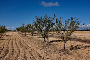 Canvas Print - Champ d'amandier. Andalousie. Espagne.