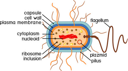 Poster - Bacterial cell structure. Prokaryotic cell with nucleoid, flagellum, plazmid and other organelles
