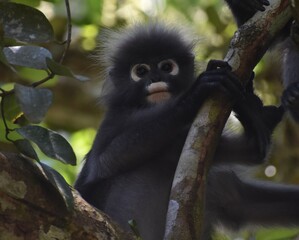 Wall Mural - Beautiful young langur monkey in a tree looking at the camera