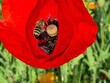 Closeup of a bright red poppy with a bee in the blossom