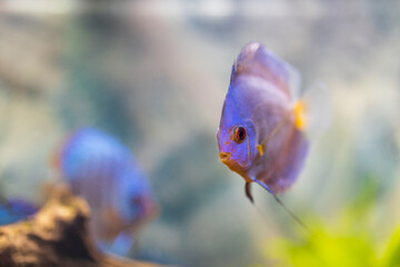 Wall Mural - Beautiful view of blue diamond discus fish swimming in aquarium. Tropical fishes. Hobby concept. Sweden.