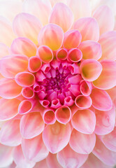 Wall Mural - Dahlia flower