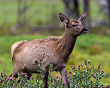 Elk Stock Photo And Image. Elk Female Cow Side View With A Blur Forest Background And Wild Flowers In Its Environment And Habitat Surrounding.