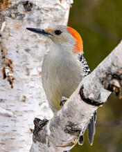 Woodpecker Photo And Image. Red-bellied Woodpecker Female Close-up Profile View Perched On A Branch With Blur Forest Background In Its Environment And Habitat Surrounding. Picture, Portrait.