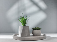 Home Plants On Gray Background