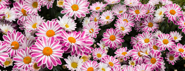 Wall Mural - Pink flower chrysanthemum blossom, panoramic header floral background