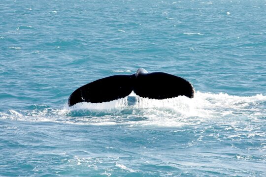 caravelas, bahia, brazil - october 22, 2012: humpback whale is seen in the Abrolho marine park area in southern Bahia.