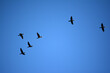 Klucz ptaków leci na niebieskim tle w zimie.