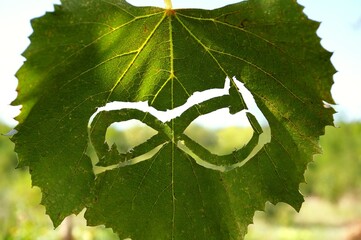 Circular economy symbol against the background of a green vine leaf. Circular economy and sustainable agriculture and eco viticulture concepts. 