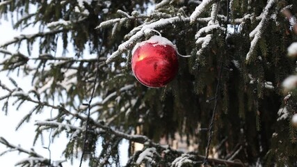 Poster - christmas tree with colored balls decorations in winter