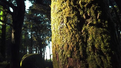 Sticker - Tee trunk with moss in a forest