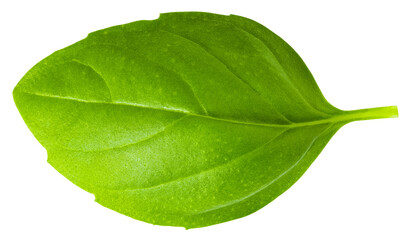 fresh basil leaf isolated on white background