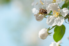 The Bee Collects Honey From The Flowers Of The Apple Tree.