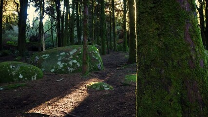 Sticker - Forest landscape with the sun's rays shining among the trees. Old wood with rocks with moss