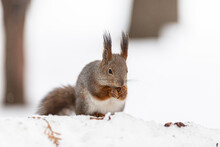 A Gray Squirrel Sits In The Snow In Winter And Nibbles A Nut. Squirrel Holds A Nut With Its Front Paws, Cold Snowy Winter Day, Close-up