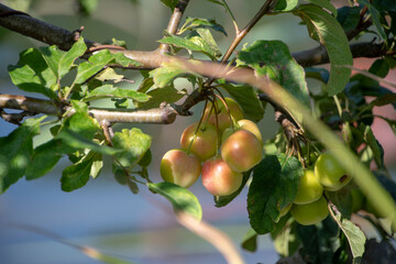 Malus angustifolia southern crabapple growing in Luisenpark Mannheim Baden Wurttemburg Germany