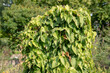 Dioscorea bulbifera air potato growing in Luisenpark Mannheim Baden Wurttemburg Germany