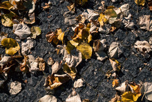Fallen Leaves On The Autumn Sidewalk.