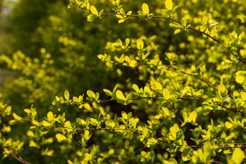 Wall Mural - Young spring leaves on a bush in the morning sunlight