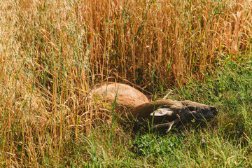 Wall Mural - Carcass of a dead roe deer in field