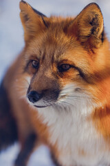 Sticker - Red fox in winter in Russia