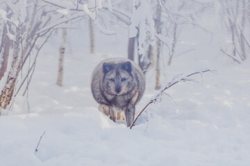 Canvas Print - Arctic fox in winter in Russia, portrait