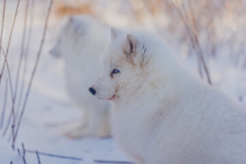 Sticker - Arctic fox in winter in Russia, portrait