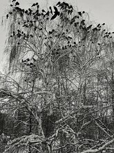 Many Birds Crows Sit On Bare Branches Of Trees In Winter. Black And White Photography