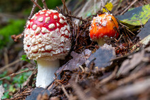Two Small Red Toadstools Pushing Through Forest Floor