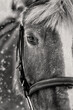portrait of a beautiful horse at winter, when snow is falling. Black and white picture