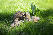 Cute Two Little Servals Playing Around.