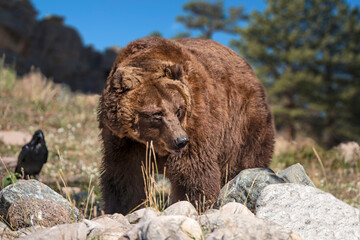 Wall Mural - grizzly bear walking through rocky mountain meadow of wyoming, usa
