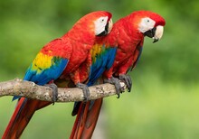 Two Bright Macaw Parrots Are Sitting On A Branch.