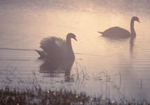 Two Swans In The Mist