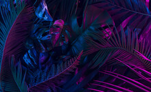 Creative Neon Tropical Jungle Made With Palm Leaves. Fluorescent Minimal Flat Lay. Abstract Flat Lay.