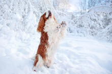 King Charles Spaniel Begging On Hind Legs At The Snowy Park