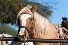 Some Beautiful Horse In Arizona