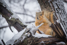 A Fox Squirrel Sitting Alone In A Tree With Ice And Snow