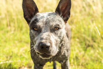 Canvas Print - portrait of a dog