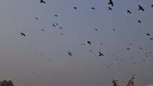 Birds Are Flying Under  Blue Sky Upon Homes And Plants, Pigeon Are  Spreading Wings To Fly In A Flow