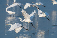 A Flock Of Great White Egrets Taking Flight Over A Lake