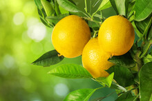 Lemon Tree Branches With Ripe Fruits Outdoors. Bokeh Effect