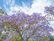  Purple-Blue Flowers of a Jacaranda Tree